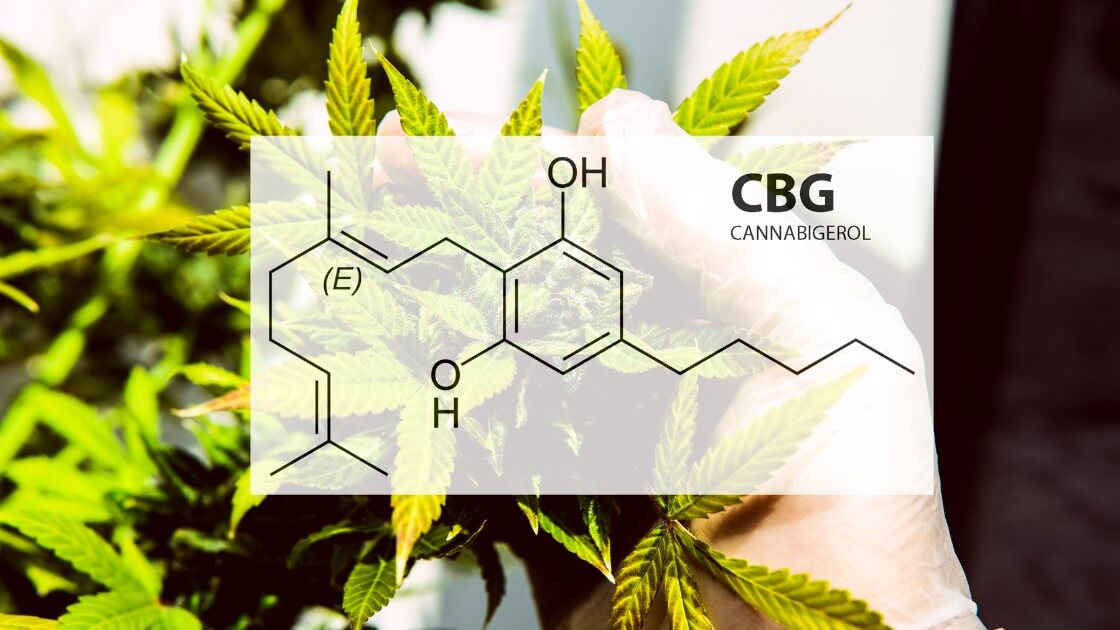 cbg-oils